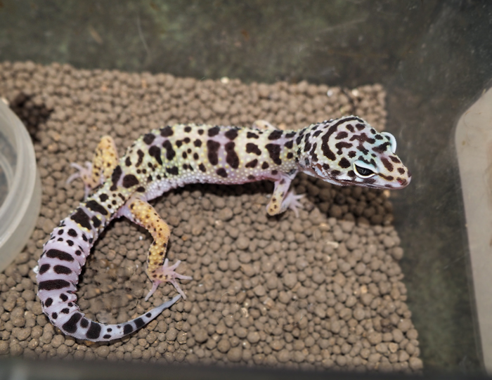 ヒョウモントカゲモドキ（レオパードゲッコー）在庫リスト