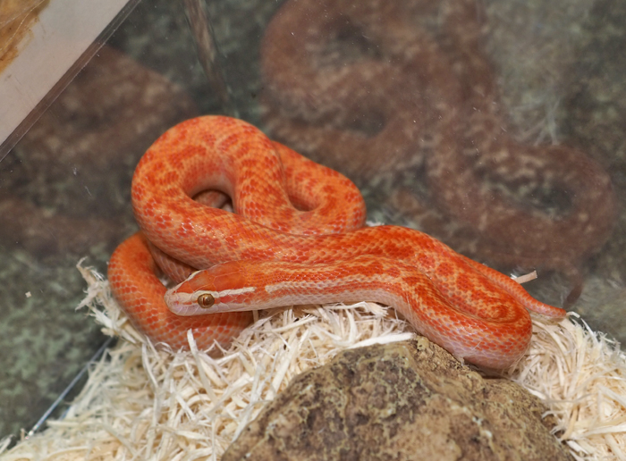 ヘビ在庫リスト