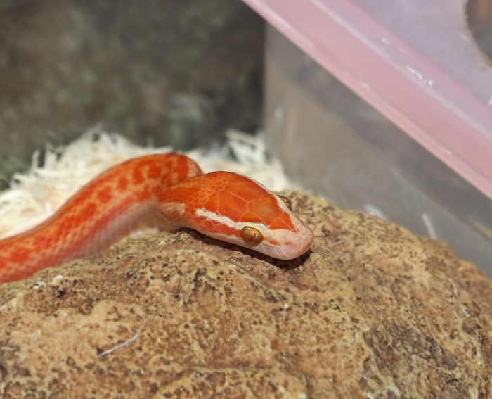 ヘビ在庫リスト