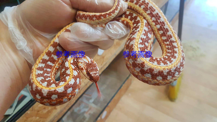 ヘビ在庫リスト